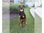 Australian Kelpie Mix DOG FOR ADOPTION RGADN-1382354 - Anton - Hound /