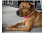 Labrador Retriever Mix DOG FOR ADOPTION RGADN-1382356 - Chilli - Labrador