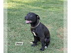 Boxador DOG FOR ADOPTION RGADN-1382358 - Peanut - Labrador Retriever / Boxer /