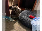 Shih Tzu Mix DOG FOR ADOPTION RGADN-1382359 - Lady - Shih Tzu / Mixed (medium