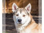 Alaskan Malamute DOG FOR ADOPTION RGADN-1382360 - Aries - Alaskan Malamute