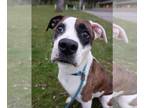 American Pit Bull Terrier Mix DOG FOR ADOPTION RGADN-1382366 - Kiri - Pit Bull