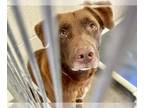 Chocolate Labrador retriever Mix DOG FOR ADOPTION RGADN-1382369 - FERDINAND -