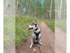 Huskies Mix DOG FOR ADOPTION RGADN-1382370 - Apollo - Husky / Mixed (short coat)