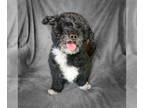Poodle (Toy) Mix DOG FOR ADOPTION RGADN-1382374 - Mighty Sweet Max - Poodle