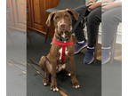 Labrador Retriever Mix DOG FOR ADOPTION RGADN-1382378 - Ritchie - Labrador