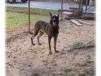 German Shepherd Dog-Mastiff Mix DOG FOR ADOPTION RGADN-1382382 - Hefty -