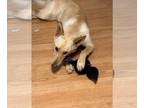 German Shepherd Dog DOG FOR ADOPTION RGADN-1382386 - Juniper - German Shepherd