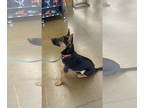German Shepherd Dog DOG FOR ADOPTION RGADN-1382391 - Vonn - German Shepherd Dog