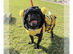 Pug Mix DOG FOR ADOPTION RGADN-1382401 - Otis - Pug / Mixed (medium coat) Dog