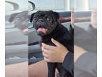 Pug DOG FOR ADOPTION RGADN-1382413 - Stanley - Pug (short coat) Dog For Adoption