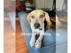 Beagle Mix DOG FOR ADOPTION RGADN-1382414 - Simon - Beagle / Mixed Dog For