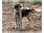 Beagle Mix DOG FOR ADOPTION RGADN-1382416 - Spirit: at the shelter - Beagle /