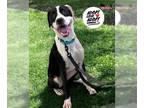 Boxer Mix DOG FOR ADOPTION RGADN-1382428 - Gamora - Boxer / Mixed (short coat)