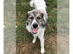 Great Pyrenees DOG FOR ADOPTION RGADN-1382429 - Bob - Great Pyrenees (long coat)