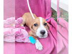 Beagle Mix DOG FOR ADOPTION RGADN-1382431 - Taneesha - Beagle / Mixed (short