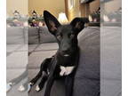 Shollie DOG FOR ADOPTION RGADN-1382434 - Jett - German Shepherd Dog / Border