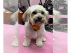 Cairn Terrier Mix DOG FOR ADOPTION RGADN-1382436 - Sunday - Cairn Terrier /