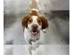 Brittany DOG FOR ADOPTION RGADN-1382444 - SC/Ramsey - Brittany (medium coat) Dog