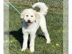 Goldendoodle (Miniature) DOG FOR ADOPTION RGADN-1382445 - Koda Kay - Golden