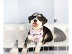 Miniature Bernedoodle DOG FOR ADOPTION RGADN-1382447 - Orchid - Bernese Mountain