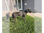 Great Dane DOG FOR ADOPTION RGADN-1382450 - Kane - Great Dane (short coat) Dog
