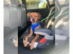Miniature Pinscher Mix DOG FOR ADOPTION RGADN-1382453 - Buzz Lightyear -