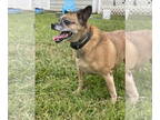 Pug Mix DOG FOR ADOPTION RGADN-1382458 - 2409-0885 Raleigh - Pug / Mixed (short
