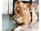 Mix DOG FOR ADOPTION RGADN-1382464 - Mufasa - Retriever Dog For Adoption