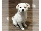 Great Pyrenees Mix DOG FOR ADOPTION RGADN-1382467 - Tofu - Great Pyrenees /