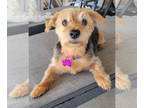 Silky Terrier Mix DOG FOR ADOPTION RGADN-1382473 - Juniper - Silky Terrier /