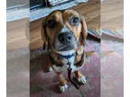 Beagle Mix DOG FOR ADOPTION RGADN-1382480 - Andy V - Beagle / Mixed Dog For