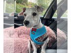 Poodle (Miniature) Mix DOG FOR ADOPTION RGADN-1382481 - AppleJack - Poodle