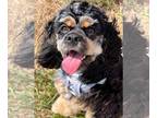 Cocker Spaniel DOG FOR ADOPTION RGADN-1382490 - Lola Falona - Cocker Spaniel