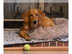 Dachshund-Golden Retriever Mix DOG FOR ADOPTION RGADN-1382503 - Wittie -