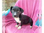 Dachshund Mix DOG FOR ADOPTION RGADN-1382507 - Quenbie - Dachshund / Mixed