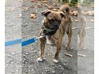 Pug Mix DOG FOR ADOPTION RGADN-1382517 - Brindi - Pug / Mixed (short coat) Dog