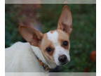 Jack Chi DOG FOR ADOPTION RGADN-1382528 - Kiki - Jack Russell Terrier /