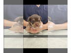 Border Terrier-Poodle (Miniature) Mix DOG FOR ADOPTION RGADN-1382533 - ALLENI -