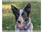Australian Shepherd Mix DOG FOR ADOPTION RGADN-1382534 - Ace - Australian