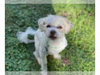 Shih Tzu Mix DOG FOR ADOPTION RGADN-1382538 - Mr Fluffers Sep 24 - In Foster in