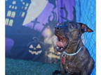 Dachshund DOG FOR ADOPTION RGADN-1382540 - Chocolate chip - Dachshund (short