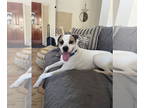 Beagle Mix DOG FOR ADOPTION RGADN-1382541 - TITO 2 - Terrier / Beagle / Mixed