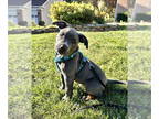 American Pit Bull Terrier DOG FOR ADOPTION RGADN-1382550 - Branson - American