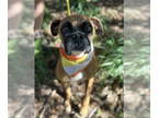 Boxer DOG FOR ADOPTION RGADN-1382555 - Morgan - Boxer (short coat) Dog For