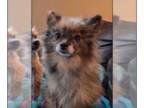 Pomeranian DOG FOR ADOPTION RGADN-1382559 - Jewel - Pomeranian (medium coat) Dog