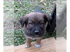 Border Collie Mix DOG FOR ADOPTION RGADN-1382565 - Aker - Border Collie / Mixed