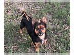 Pineranian DOG FOR ADOPTION RGADN-1382579 - Baxter - Pomeranian / Miniature