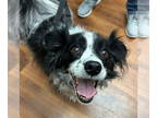Papillon Mix DOG FOR ADOPTION RGADN-1382587 - Makaria - Papillon / Mixed (long