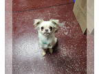 Pekingese Mix DOG FOR ADOPTION RGADN-1382592 - Berniebiscuit - Pekingese / Mixed